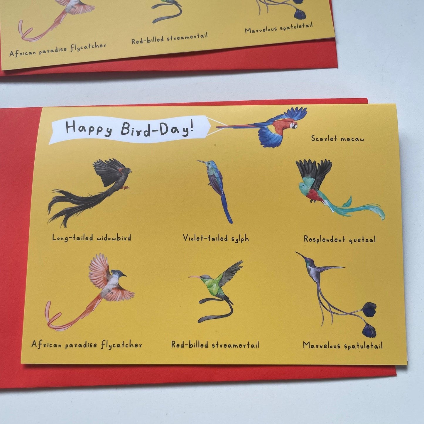 Beautiful Birds Birthday Card | Tropical Birds Card | gift for him | birds greeting card | Quetzal Macaw Hummingbird card | gift for dad