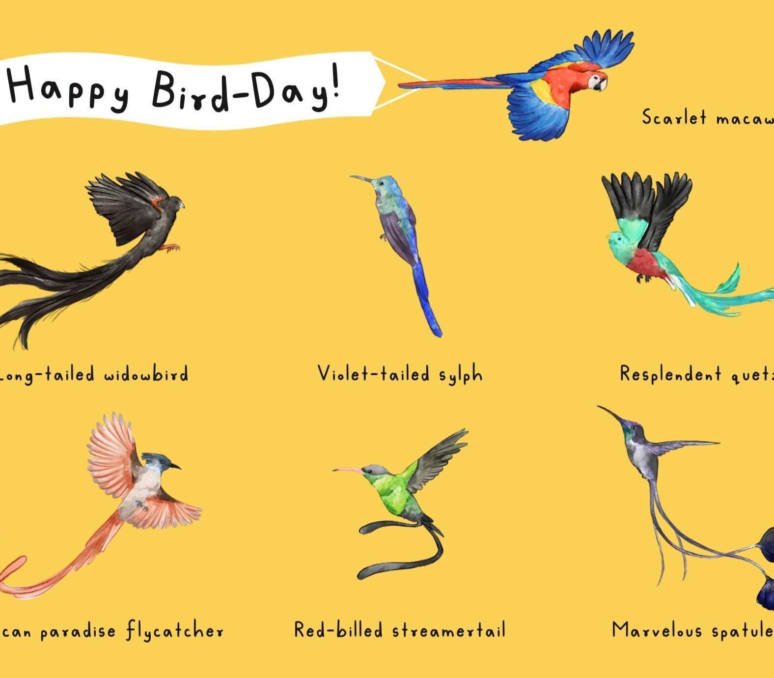Beautiful Birds Birthday Card | Tropical Birds Card | gift for him | birds greeting card | Quetzal Macaw Hummingbird card | gift for dad